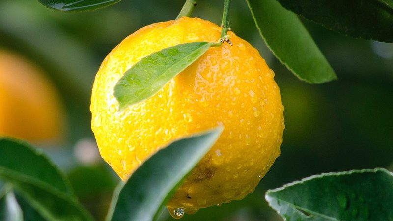 免疫组化抗体稀释浓度与比例：揭秘其背后的科学奥秘